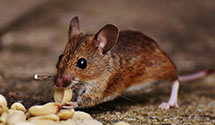 24 Hour & Emergency Exterminators in Plymouth Twp, OH